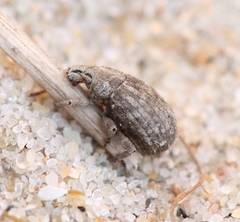 Romualdius scaber