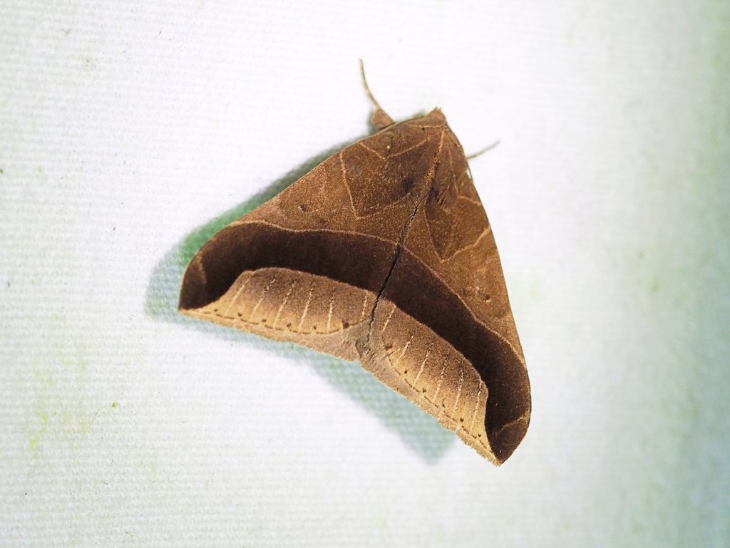 Pseudophisma