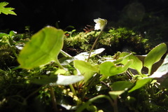 Shortia rotundifolia