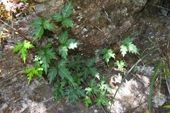 Toxicodendron orientale
