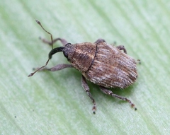 Trichosirocalus troglodytes