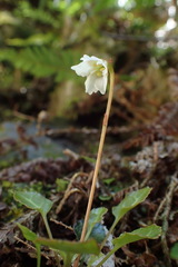 Shortia rotundifolia