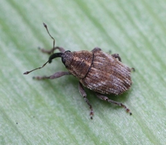 Trichosirocalus troglodytes