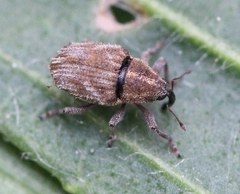 Trichosirocalus troglodytes