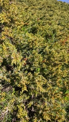 Juniperus communis hemisphaerica