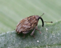 Trichosirocalus troglodytes