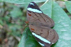 Nessaea obrinus