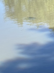 Trachemys scripta elegans