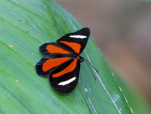 Cartea vitula