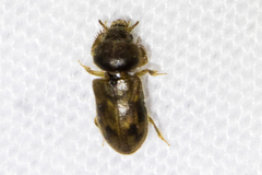 Heteroceridae