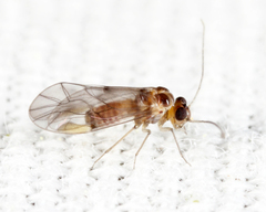 Peripsocus madidus