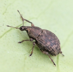 Tropiphorus elevatus