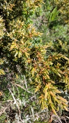 Juniperus communis hemisphaerica