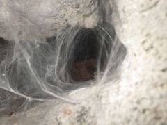 Selenocosmia javanensis