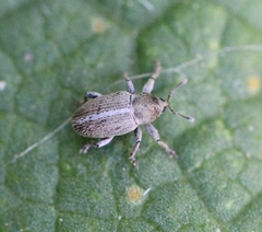 Tychius meliloti