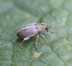 Tychius meliloti