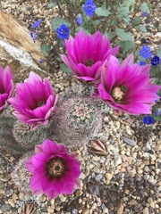 Echinocereus