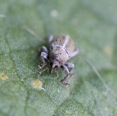 Tychius meliloti