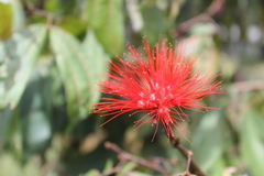 Calliandra trinervia