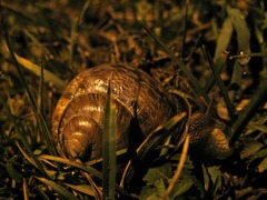 Caucasotachea leucoranea