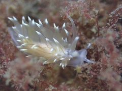 Amphorina linensis
