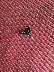 Pseudothyris sepulchralis