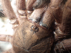 Selenocosmia javanensis