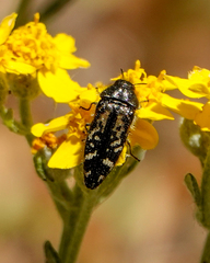 Acmaeodera connexa