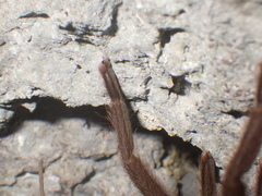 Selenocosmia javanensis