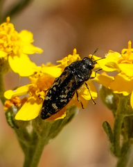 Acmaeodera connexa