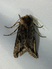 Xylena thoracica