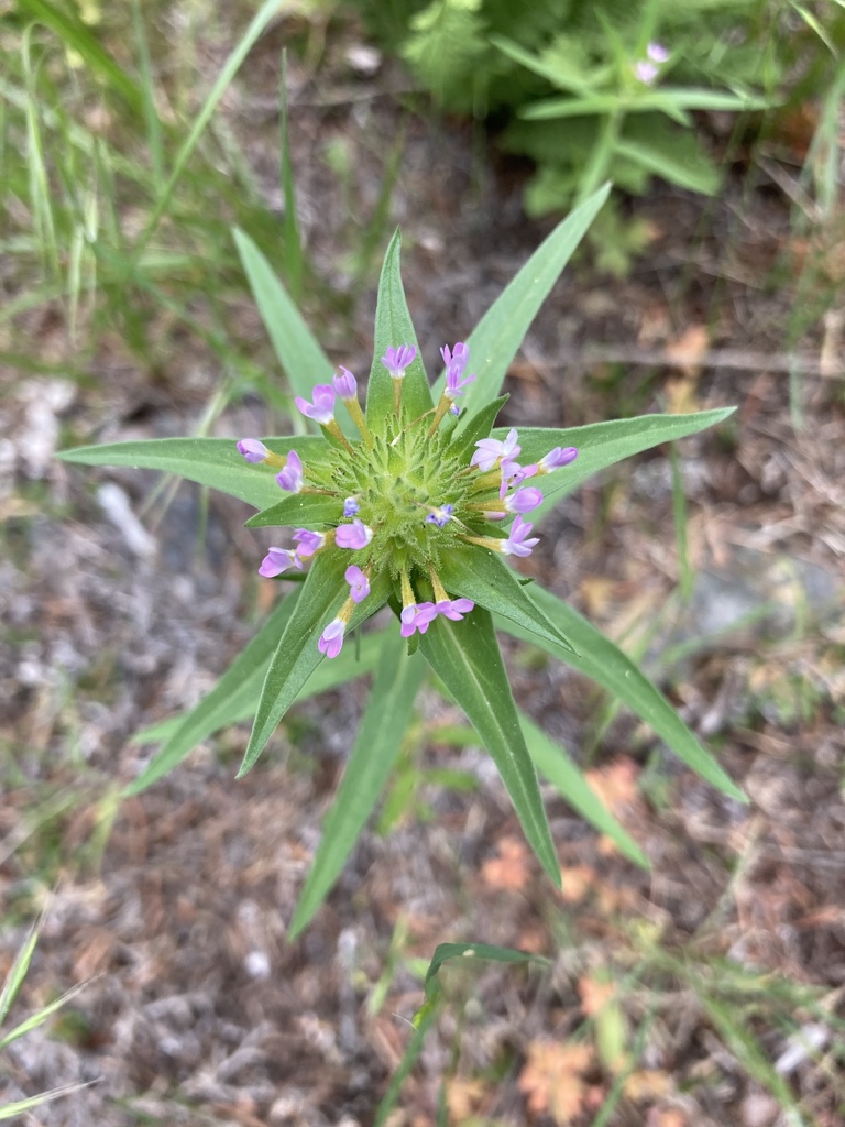 narrowleaf mountain trumpet from South Okanagan Grasslands Protected