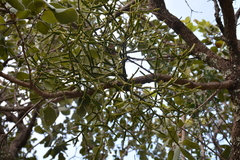 Viscum combreticola