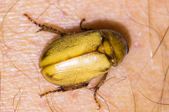 Cyclocephala melanocephala