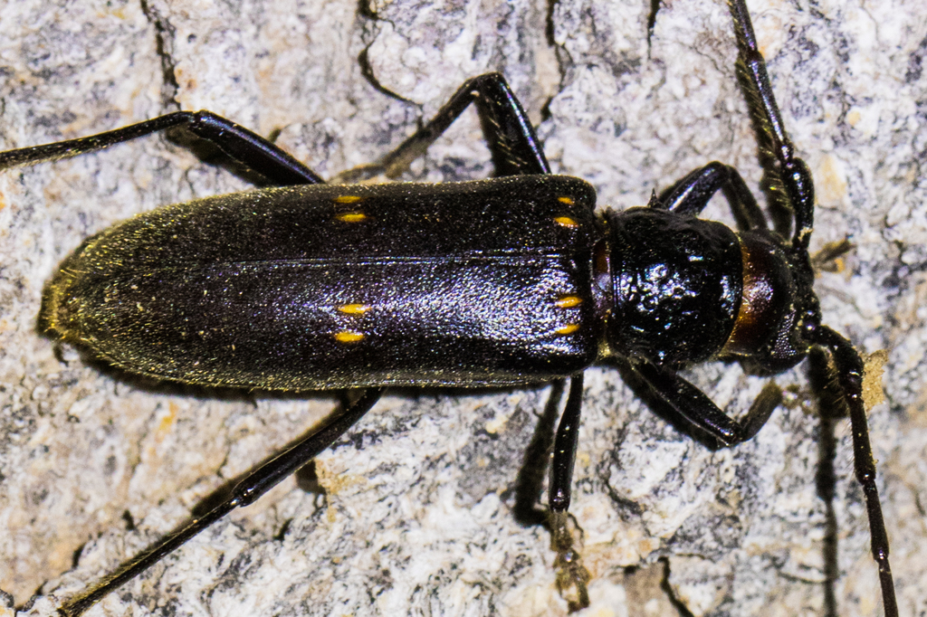 Susuacanga falli