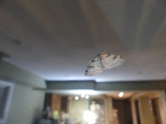 Lobophora nivigerata