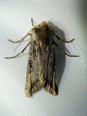 Xylena thoracica
