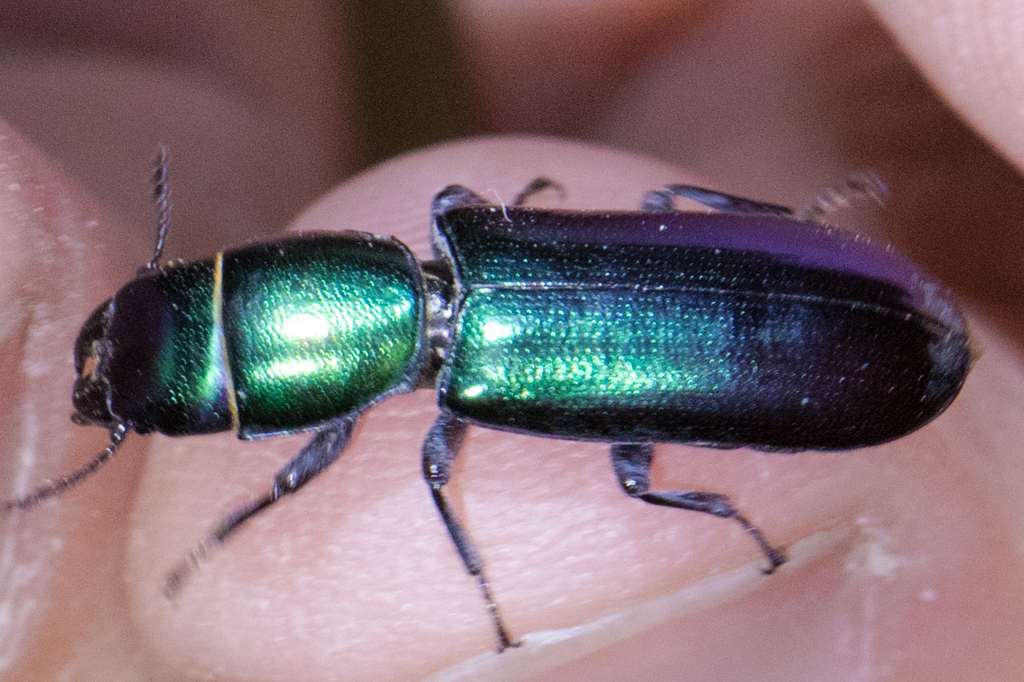Temnoscheila omolopha