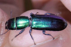 Temnoscheila omolopha