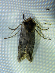 Xylena thoracica