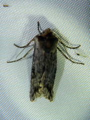 Xylena thoracica
