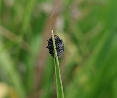Cytilus sericeus