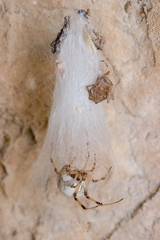 Latrodectus pallidus