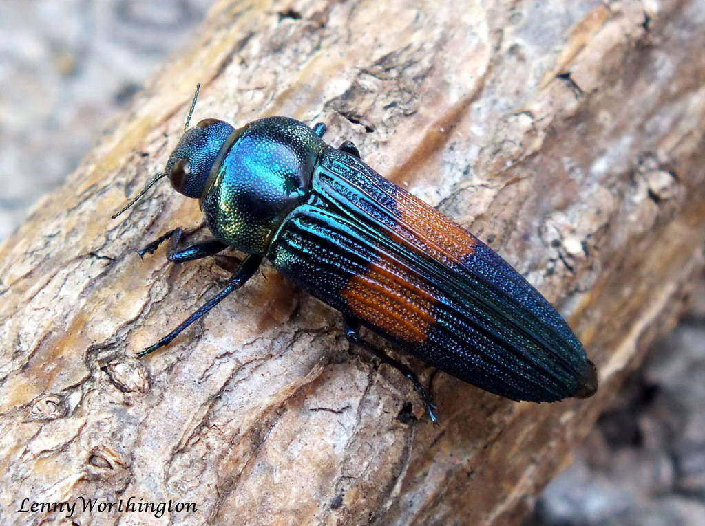 Strigoptera bimaculata