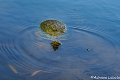 Emydura macquarii krefftii