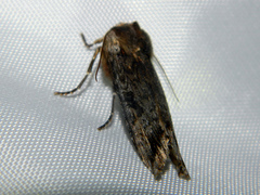 Xylena thoracica