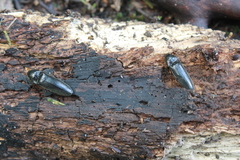 Melanotus castanipes