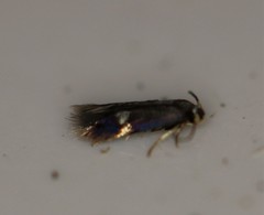 Nepticuloidea