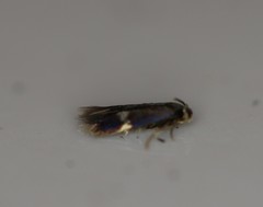 Nepticuloidea