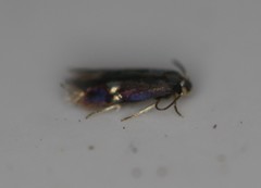 Nepticuloidea